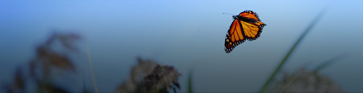 The Butterfly Effect - Title Image