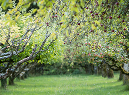 A Ripe Environment for Strong Credit Performance - Image Thumbnail