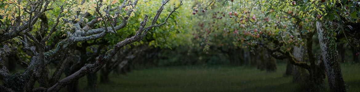 A Ripe Environment for Strong Credit Performance - Title Image